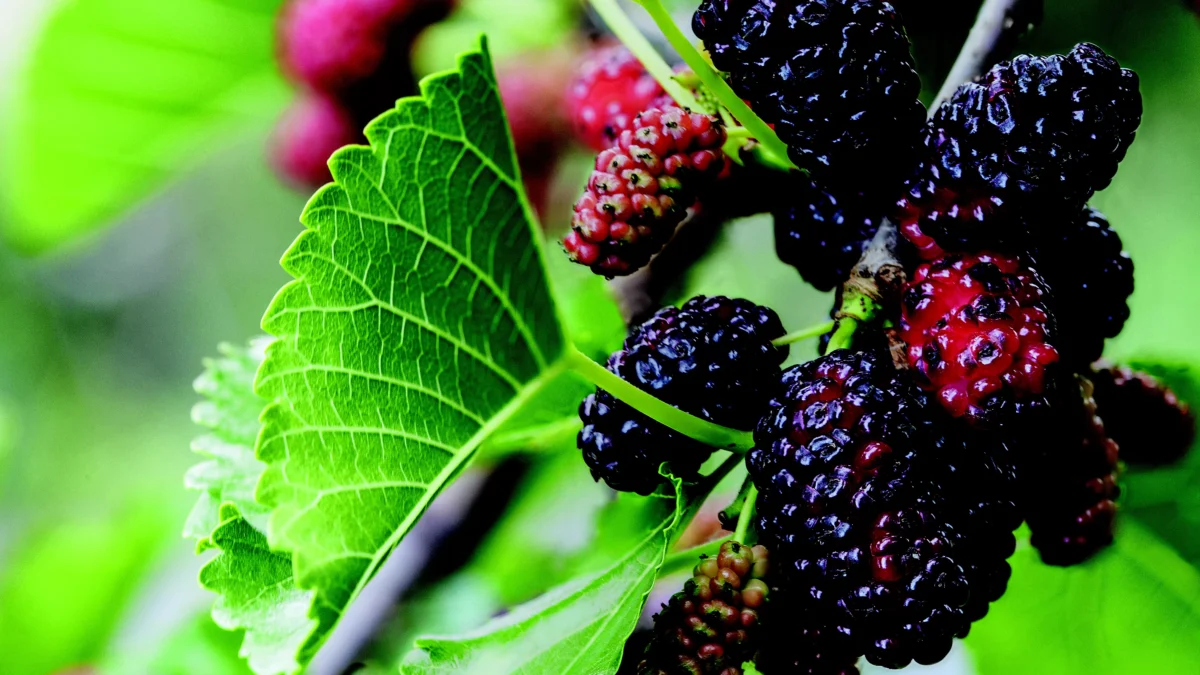 Pesquisas com frutas vermelhas impulsionam potencial socioeconômico do Sul de Minas 1 Esse é o caso das frutas temperadas ou frutas vermelhas, objeto de estudo de Emerson Gonçalves, pesquisador da Empresa de Pesquisa