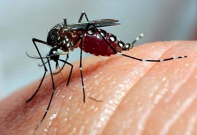 Secretaria de Saúde de Timóteo realiza capacitação sobre manejo clínico das arboviroses 1 Todos os moradores devem fazer sua parte para no combate aos focos do mosquito Aedes aegypti, eliminando os recipientes e locais que possam