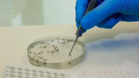 Casos de febre Oropouche crescem no país 3 Casos de febre Oropouche crescem no país