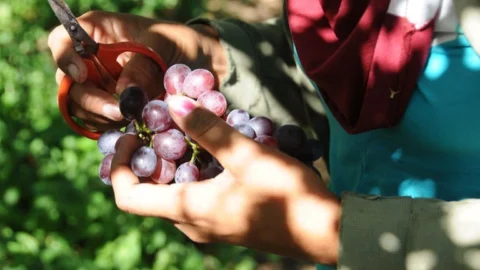 Projetos de irrigação produziram 4,11 milhões de toneladas de alimentos em 2023