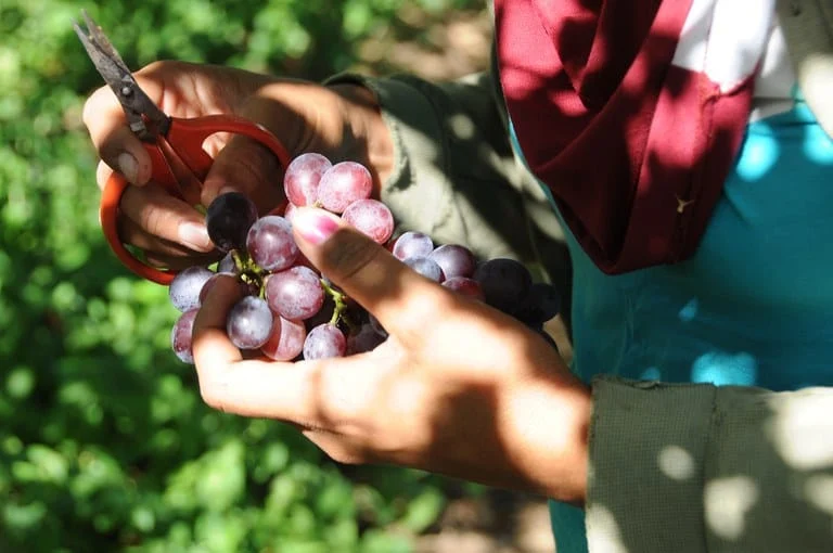 Projetos de irrigação produziram 4,11 milhões de toneladas de alimentos em 2023 1 A produção dos projetos públicos de irrigação mantidos pela Companhia de Desenvolvimento dos Vales do São Francisco e do Parnaíba