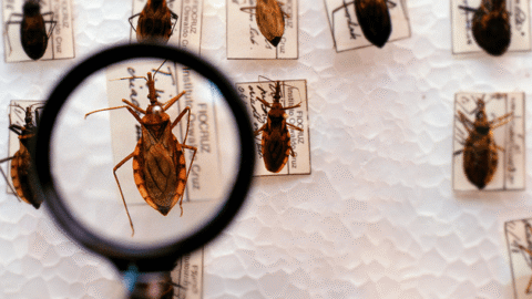 Brasil investe em pesquisa e luta pela eliminação da Doença de Chagas