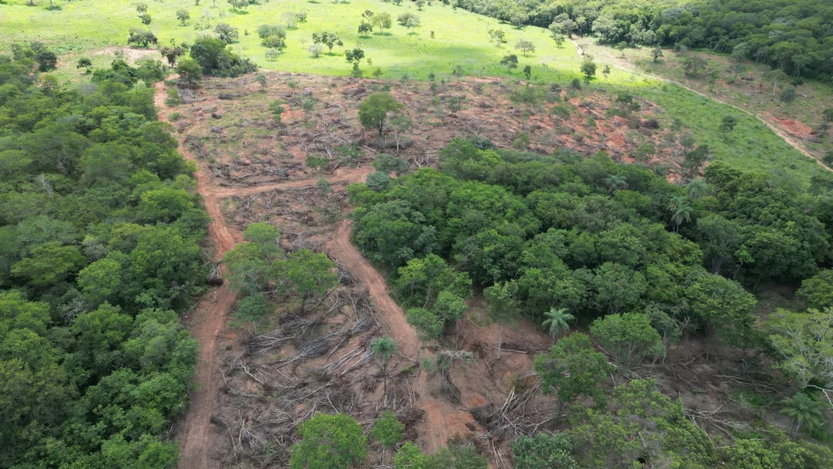 Desmatamento ilegal no Norte do estado é alvo de fiscalização do Governo de Minas 1 A Operação Grande Sertão II - 2024, realizada com o apoio da Polícia Militar de Meio Ambiente, ocorreu no município de Januária
