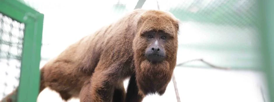 Centros de Triagem e Reabilitação contribuem, dia a dia, com a conservação da fauna silvestre em Minas 1 Esta é a rotina dos Centros de Triagem e Reabilitação de Animais Silvestres (Cetras), estruturas essenciais no recebimento, reabilitação