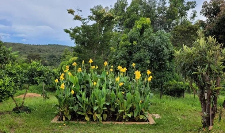 Plantas ornamentais sobre as fossas Tevap