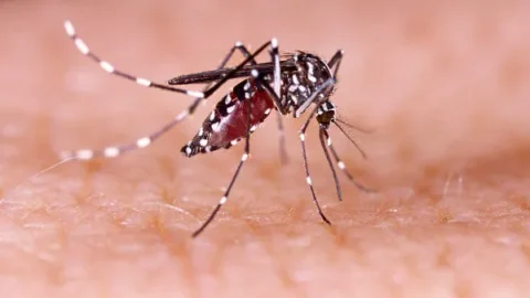 Estado do Rio de Janeiro registra primeiros casos de dengue tipo 3