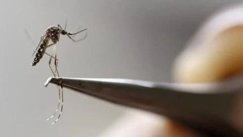 Capital paulista registra 39 mortes por dengue de janeiro a abril 3 Capital paulista registra 39 mortes por dengue de janeiro a abril