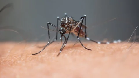 Entenda o que é a dengue grave e como é o tratamento