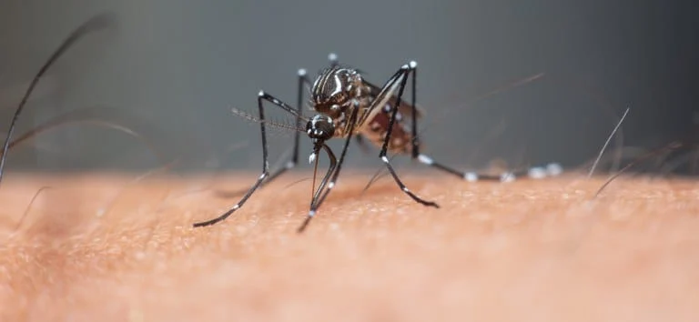 Entenda o que é a dengue grave e como é o tratamento 1 A doença progride, geralmente, para sintomas graves e pode inclusive levar a óbito