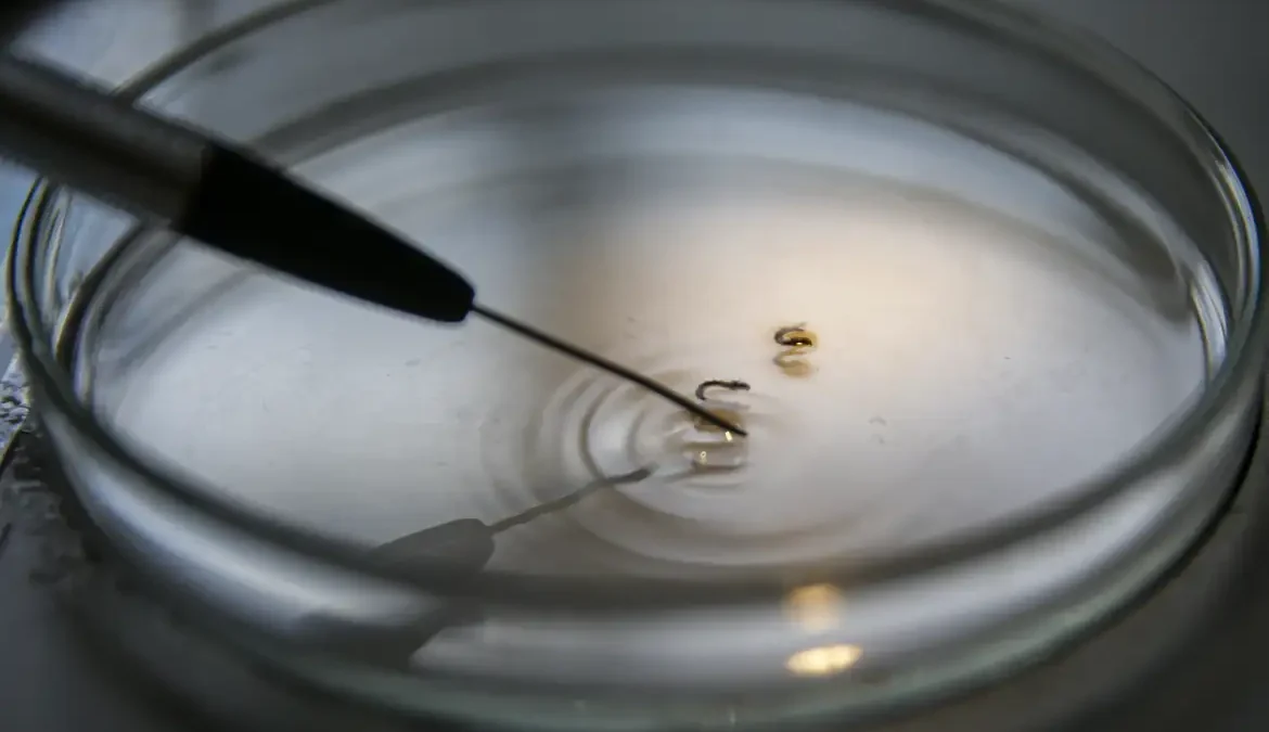 O Brasil superou mais de 1.000 mortes por dengue de janeiro até esta quarta-feira (3)