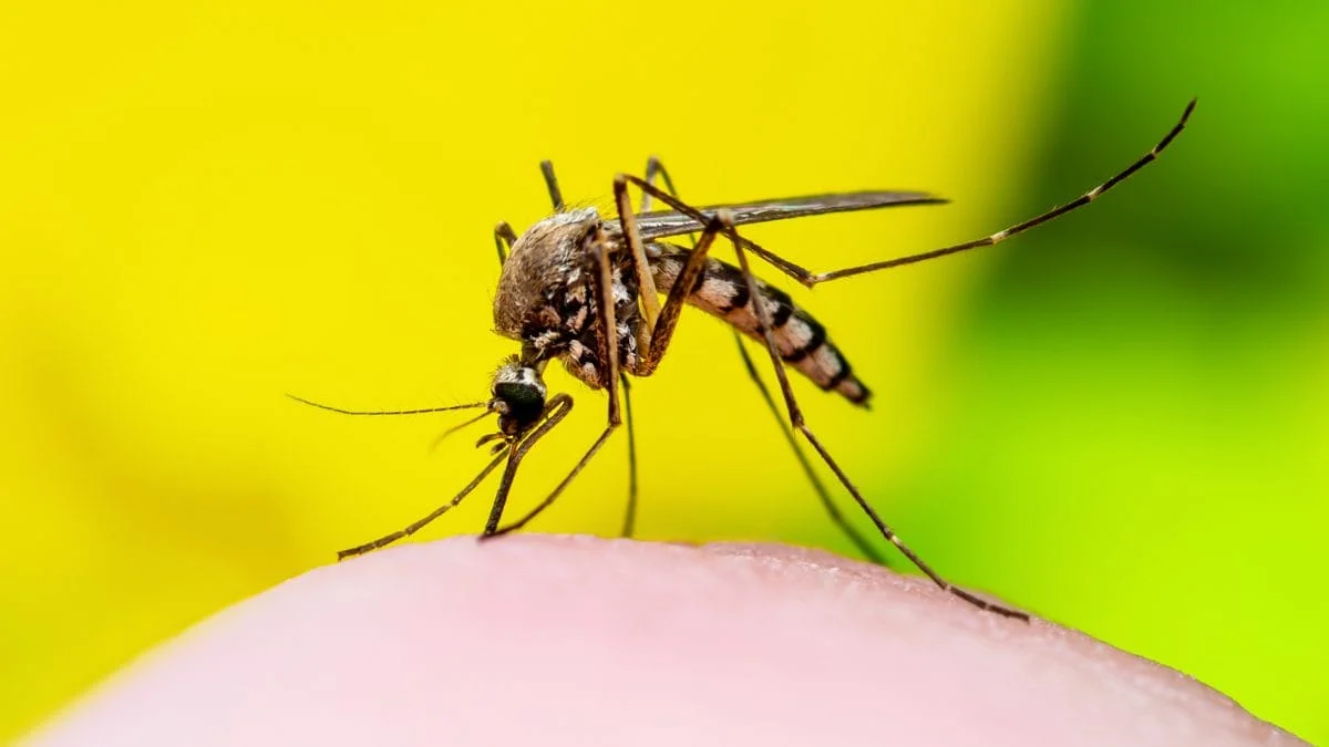 Dengue: 21 estados e o DF têm queda ou estabilidade no número de casos 1 Nove unidades federativas estão com tendência consolidada de queda no número de casos de dengue
