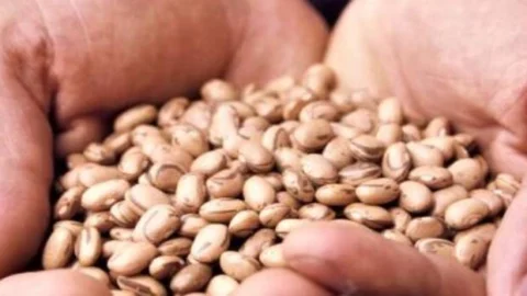 Agricultores atingidos pela seca começam a colher feijão de sementes doadas pelo Governo de Minas 6 Agricultores atingidos pela seca começam a colher feijão de sementes doadas pelo Governo de Minas