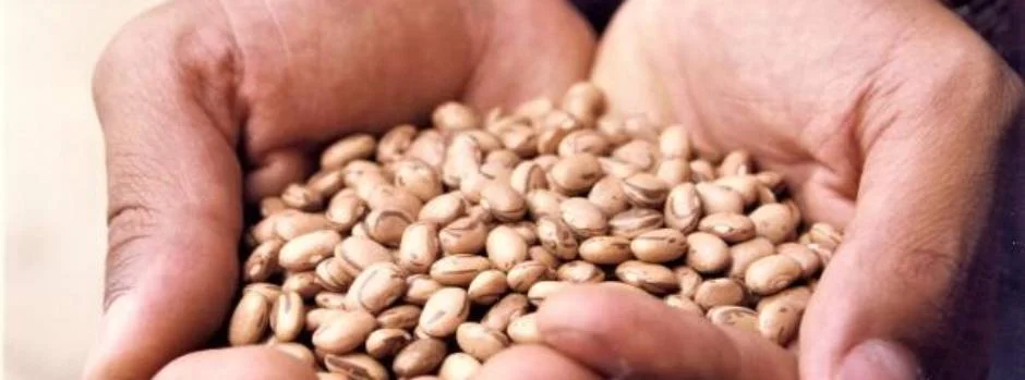 Começam a ser colhidos nas próximas semanas os feijões plantados com as sementes doadas pelo Governo de Minas