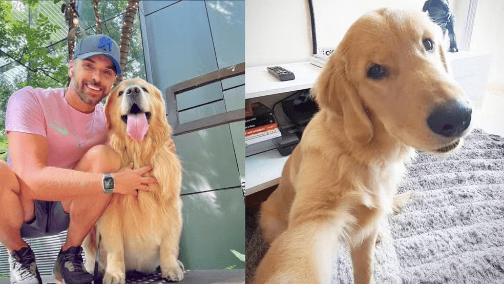 Após morte do cão Joca, veterinária orienta como transportar pets em viagens 2 image 222