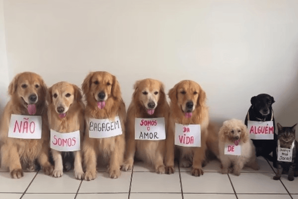 Após morte do cão Joca, veterinária orienta como transportar pets em viagens 3 image 224