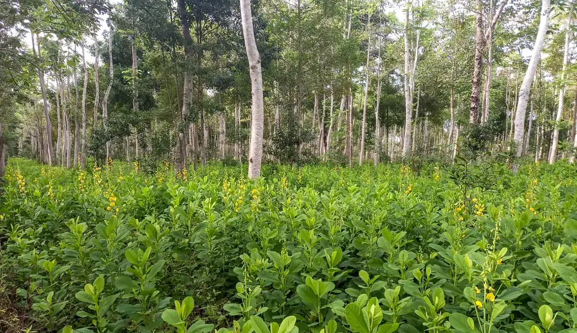 Brasil deve recuperar 25 milhões de hectares de vegetação nativa 1 Somado a isso, nos últimos anos o desmatamento e a degradação avançaram sobre os biomas brasileiros