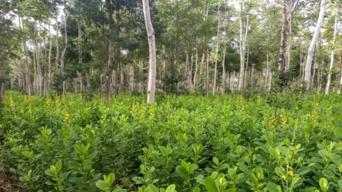 Brasil deve recuperar 25 milhões de hectares de vegetação nativa 6 Brasil deve recuperar 25 milhões de hectares de vegetação nativa
