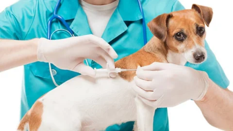 Meio Ambiente acompanha atividades de castrações com microchipagem em cães e gatos 