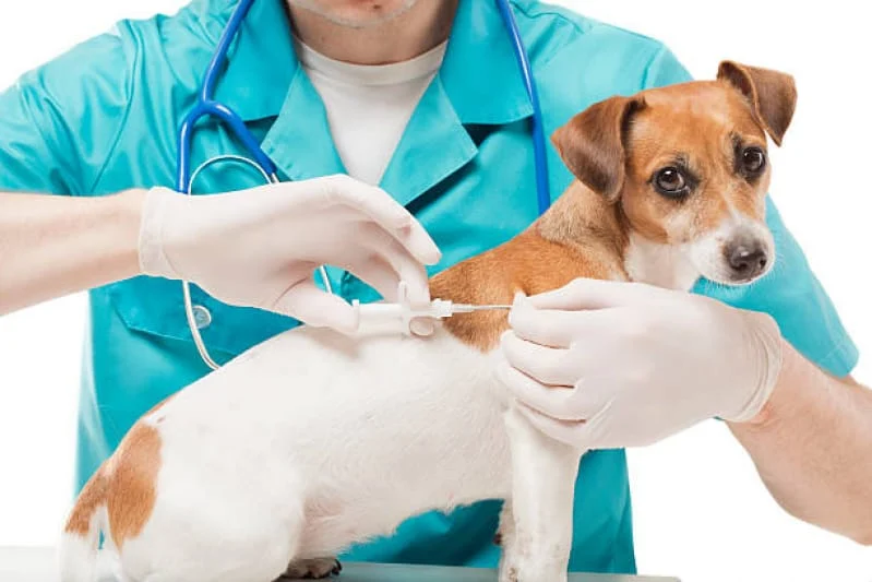 O objetivo é acompanhar o andamento dos procedimentos de castração com microchipagem e vacinação nos municípios