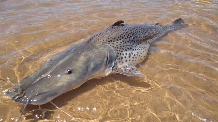 O peixe era bastante comum na calha do Rio Doce