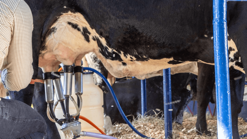 Expoagro 2024: Cooperativa realiza o 45º Concurso Leiteiro com animais de alta genética bovina 1 image 26