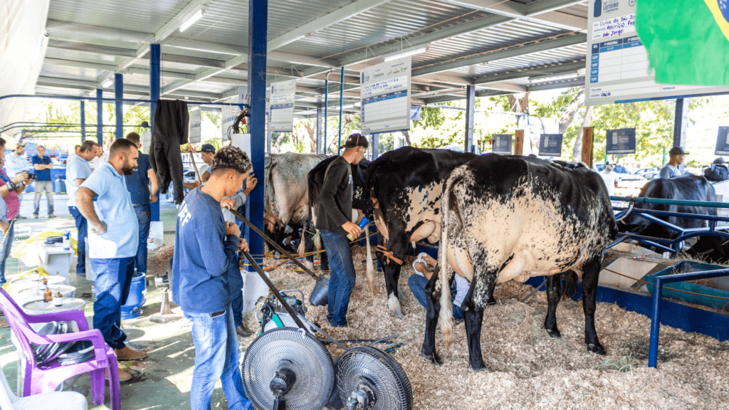 Expoagro 2024: Cooperativa realiza o 45º Concurso Leiteiro com animais de alta genética bovina 2 image 27