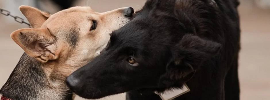 Governo de Minas faz balanço das ações relacionadas à fauna doméstica em Minas 1 O Programa Estadual de Esterilização de Animais Domésticos visa controlar a superpopulação de cães e gatos em Minas Gerais, promovendo