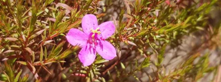 Nova espécie da flora brasileira é encontrada no Parque Estadual da Serra do Rola-Moça 1 Nova espécie da flora brasileira é encontrada no Parque Estadual da Serra do Rola-Moça