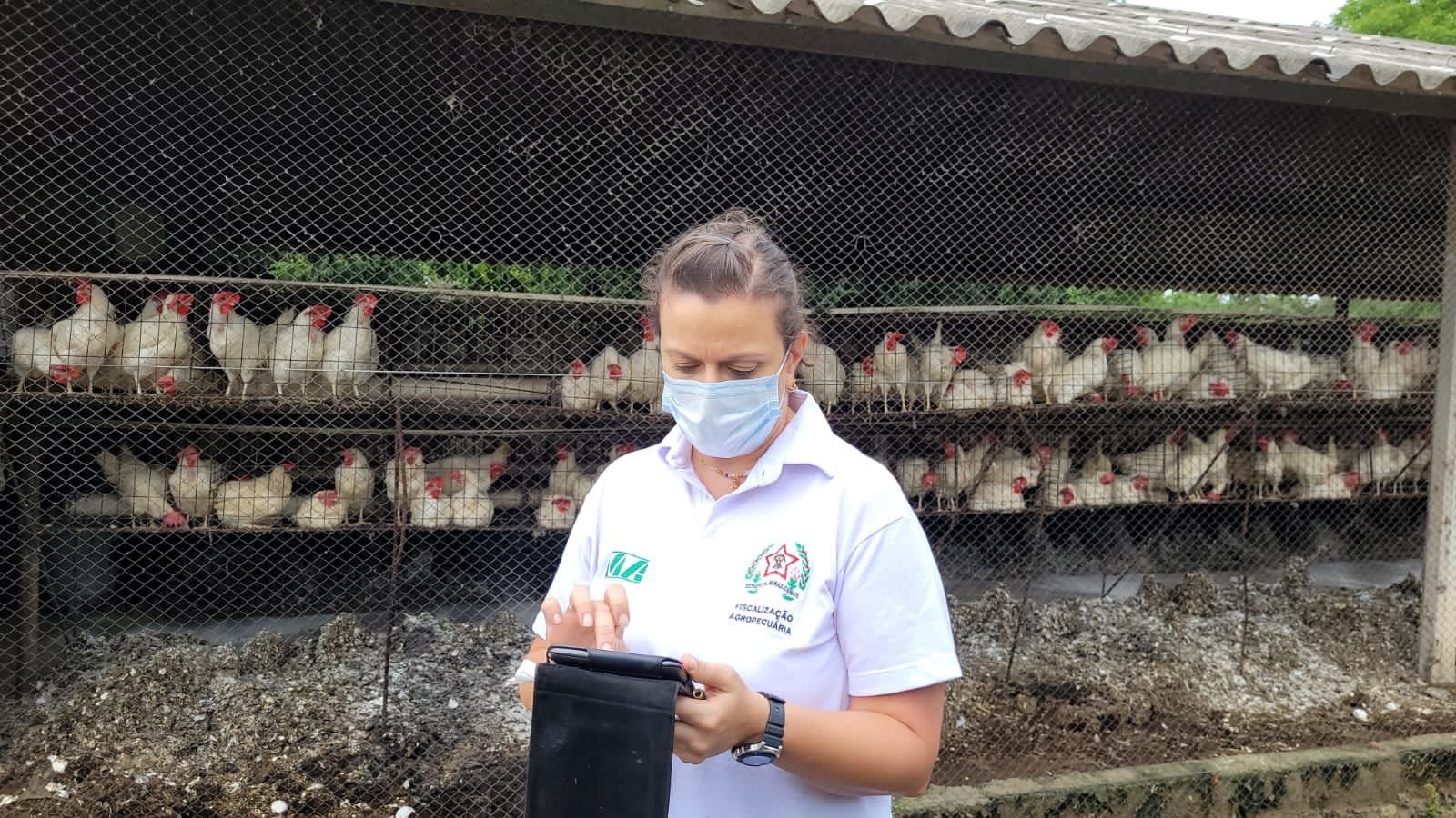 Em Minas Gerais, a região do Alto do Rio Doce e o município de Lagoa Santa concentram algumas das principais áreas de pouso dessas aves
