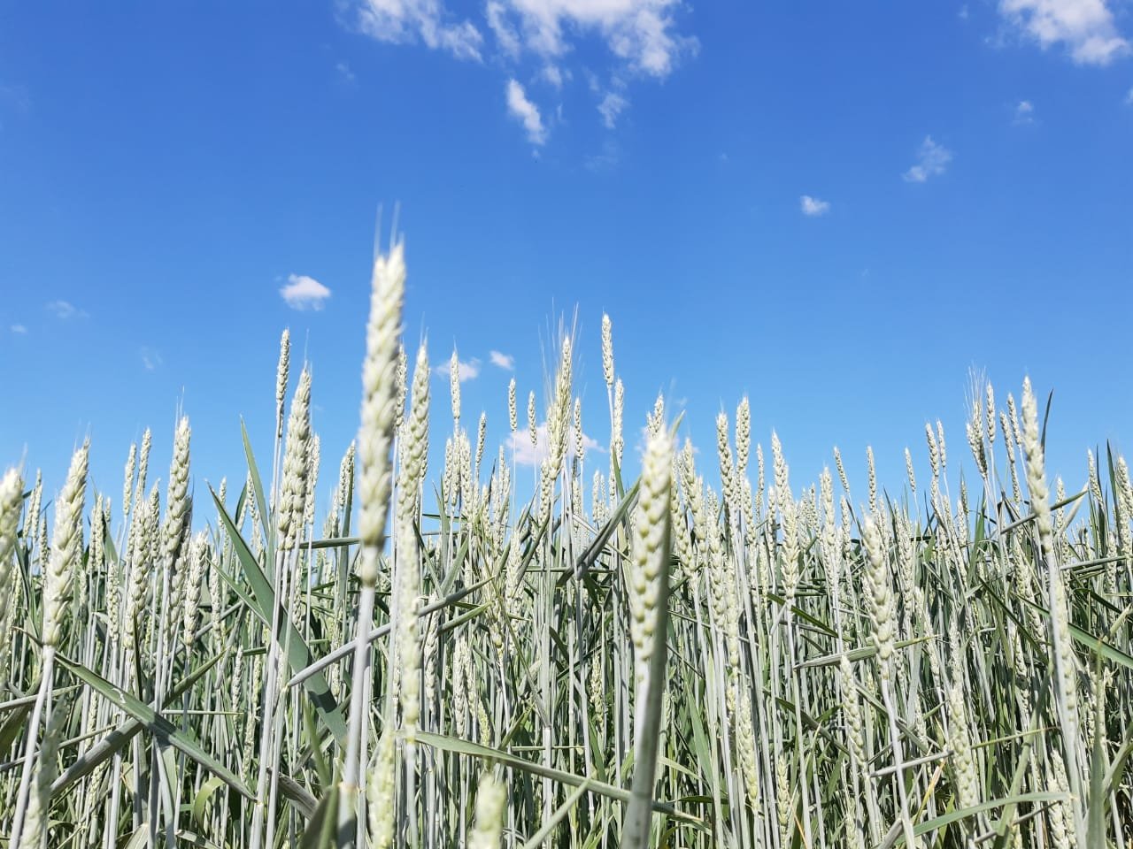 Só em 2024, foram produzidas 60 toneladas de sementes da cultivar, e aproximadamente 20 toneladas já foram comercializadas – e a demanda