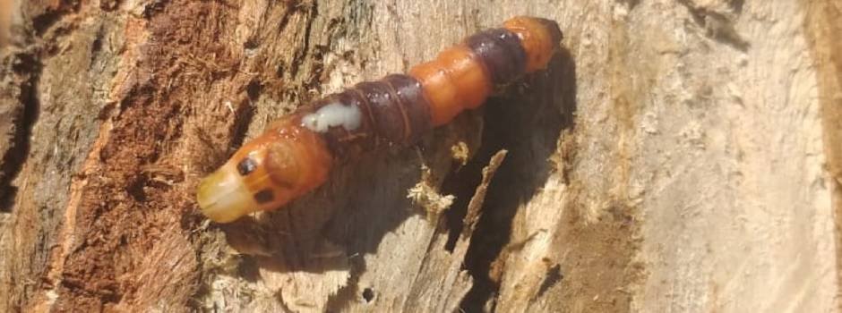 A praga, popularmente chamada de “broca do tronco do pequizeiro”, foi identificada como uma lagarta da família Cossidae, que escava