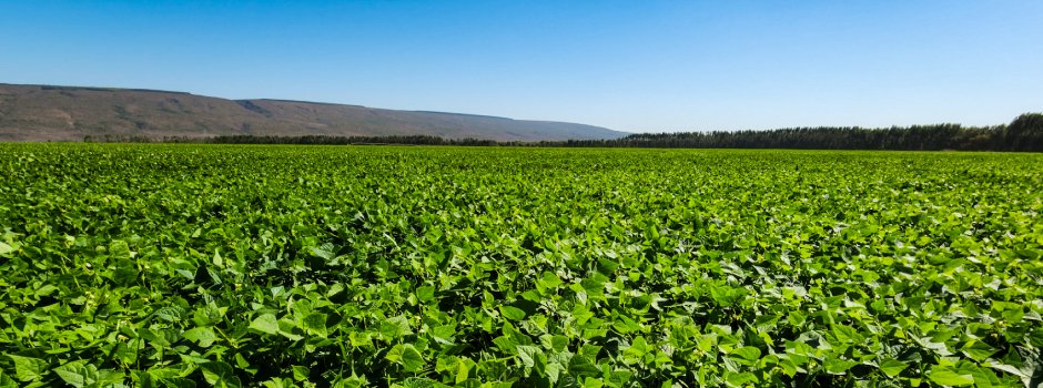 Safra de grãos em Minas Gerais deverá crescer 6,5% em relação a 2024 1 Para que a presença de grãos, como o arroz e feijão, esteja sempre na mesa dos mineiros, é essencial que as etapas de plantio, colheita