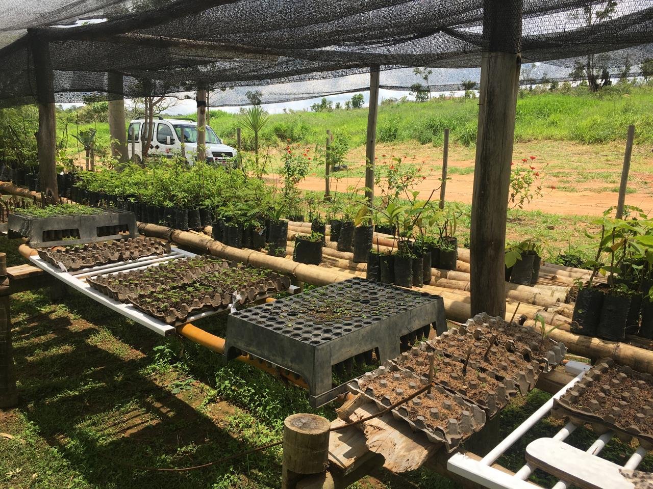 Parceria entre Emater-MG e prefeitura do Centro-Oeste de Minas viabiliza distribuição gratuita de mudas 1 O viveiro está localizado no Parque Ecológico, na Rua João de Faria Campos, bairro Pedro Lacerda Gontijo
