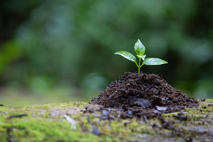 Governo de Minas abre inscrições para participação da sociedade civil na organização da 5ª Conferência Estadual do Meio Ambiente