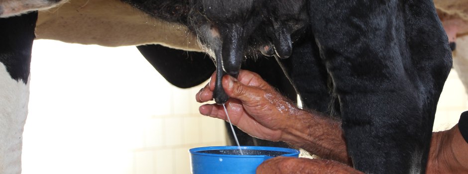 A mastite é um dos principais desafios enfrentados pelos produtores de leite, especialmente no período chuvoso
