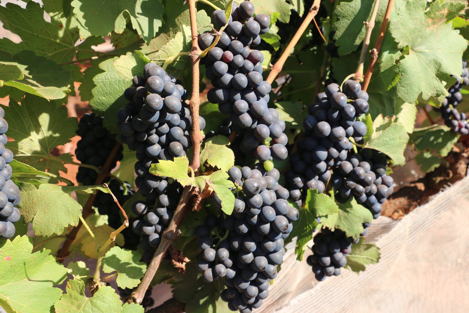 O vinho, que poderá ser encontrado no empório Epamig, merece destaque para sua uva de produção, uma das mais tradicionais, conhecida por