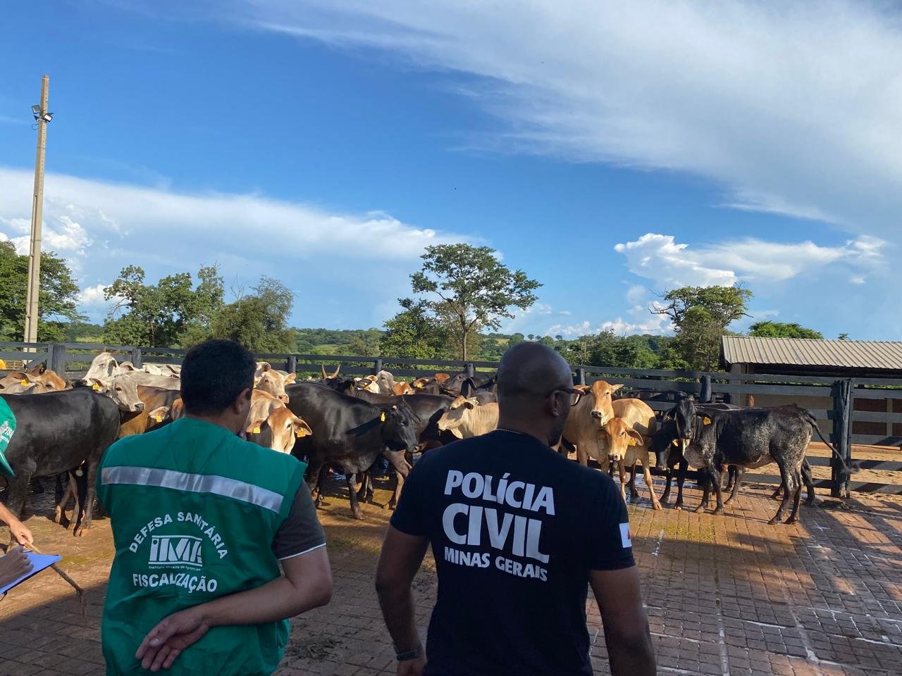 Segurança dos rebanhos no trânsito e eventos pecuários é essencial para a saúde animal e pública 1 A movimentação de animais e a realização de eventos pecuários são práticas comuns no setor agropecuário brasileiro