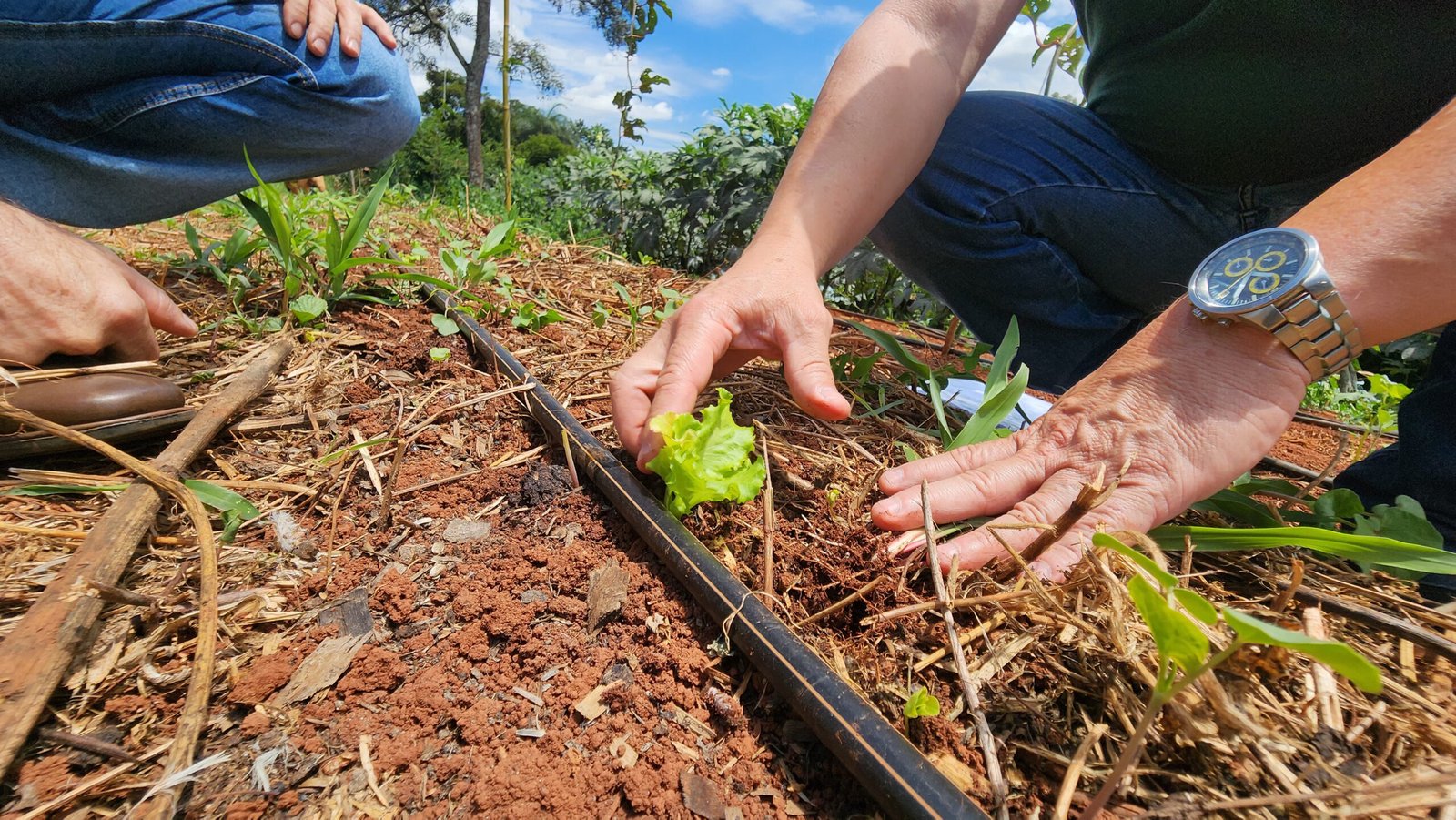 Projeto que cuida da saúde do solo vai abranger 1,8 mil propriedades rurais de Minas Gerais