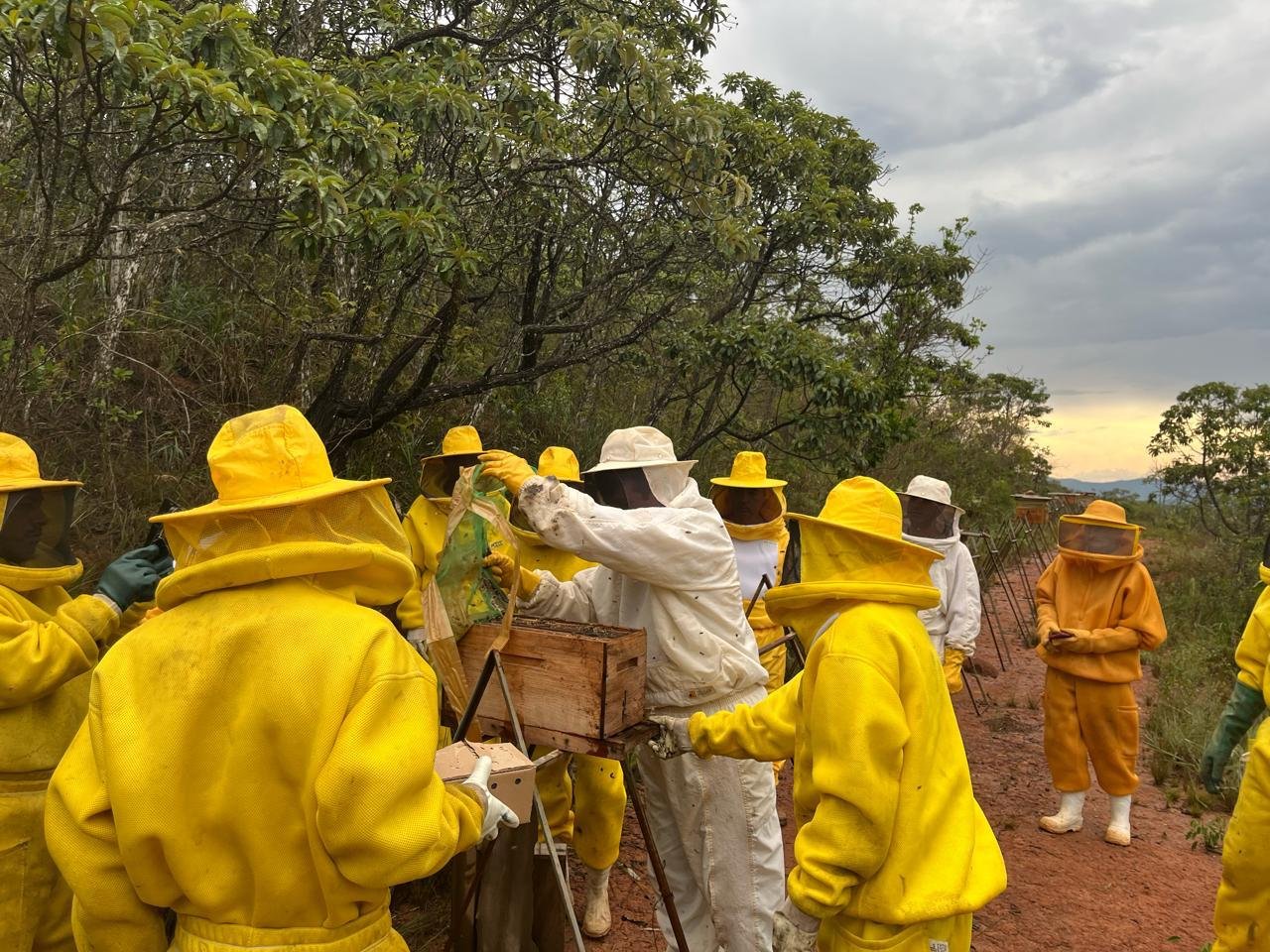 Número de apiários registrados em Minas aumentou 30% em 2024 1 O monitoramento sanitário nos apiários não apenas protege a sanidade das colmeias e a produção de mel, mas também evita ameaças que podem