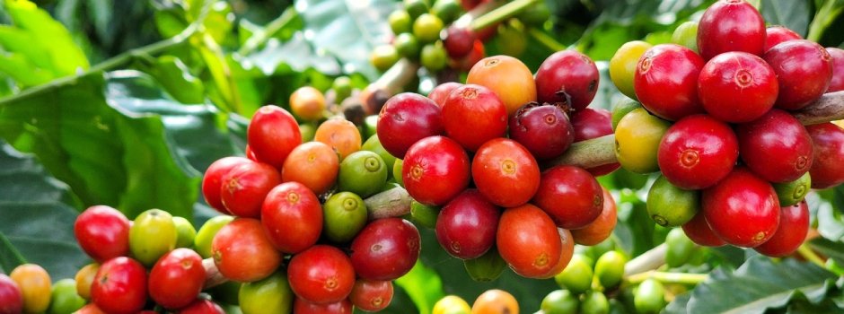 Exportações do agro mineiro somam 43% em março, mantendo-se à frente da mineração 4 Exportações do agro mineiro somam 43% em março, mantendo-se à frente da mineração