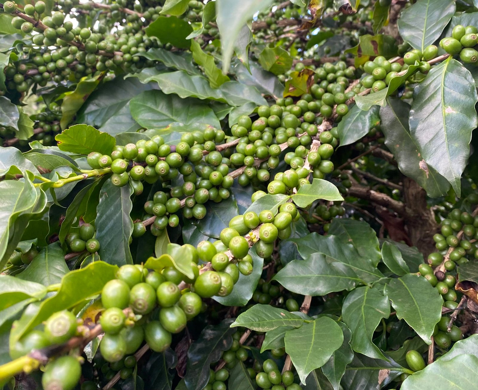 Dentre as diferentes fases de evolução da lavoura cafeeira, a granação é fundamental para garantir a qualidade do produto final