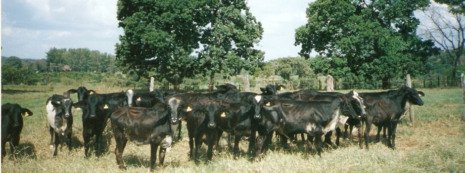 Calor extremo pode impactar o rebanho bovino 1 As mudanças climáticas têm gerado alterações no bem-estar e na produtividade de bovinos