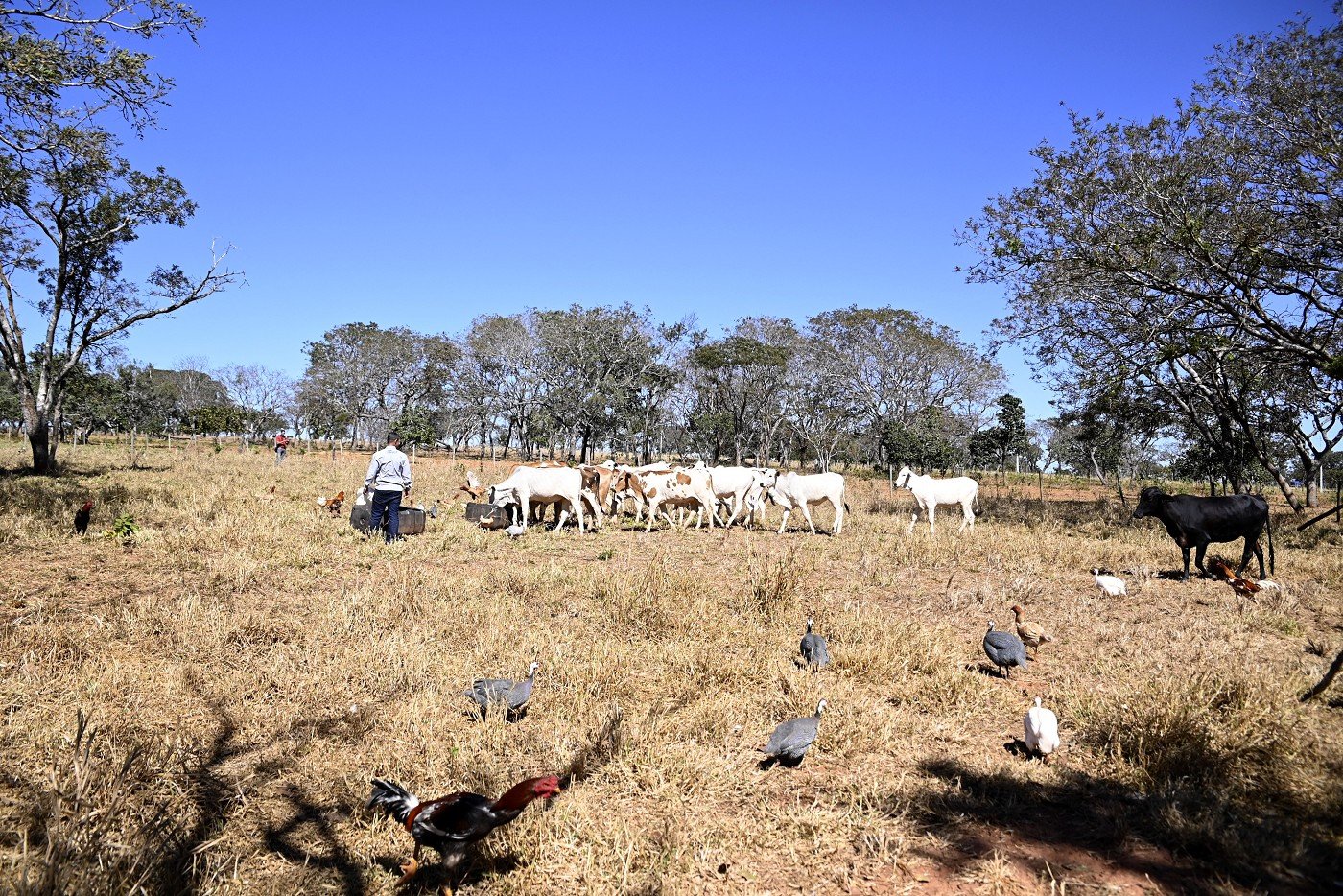 Ameaça do javali à agropecuária pauta audiência conjunta nesta quinta (10)