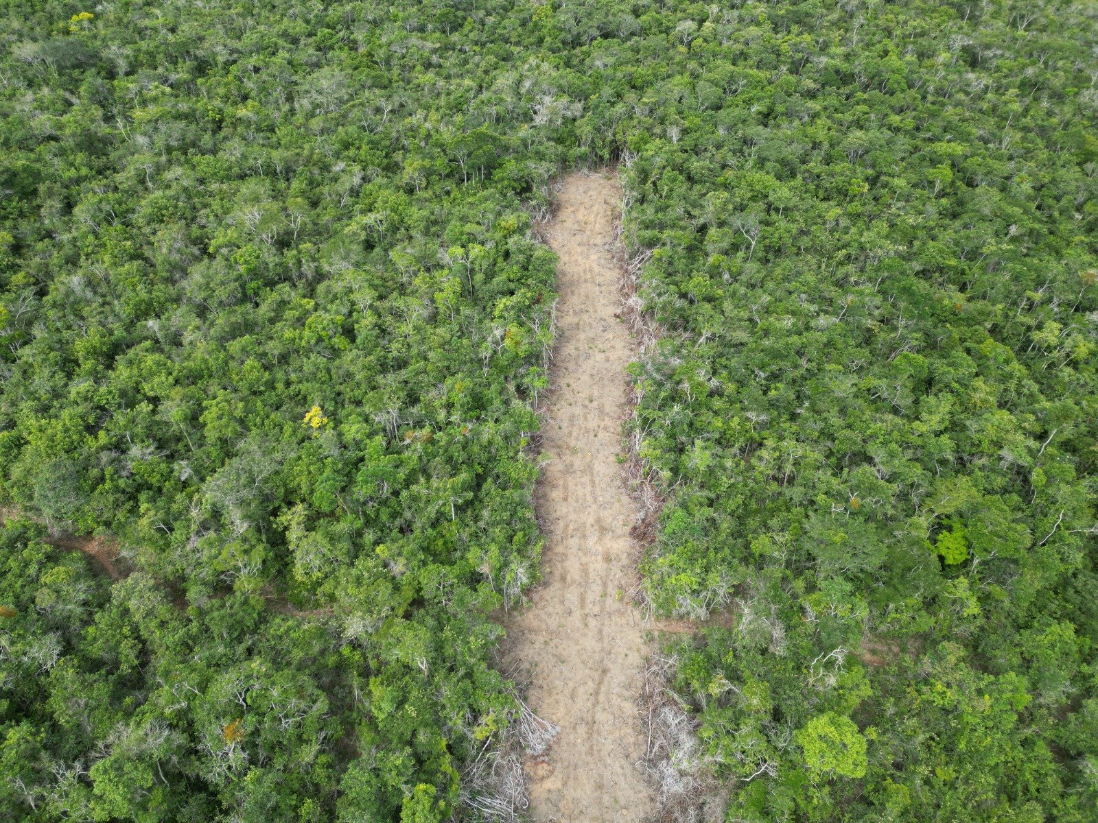 Governo de Minas combate desmatamento ilegal no Leste com Operação Clímax 8 Governo de Minas combate desmatamento ilegal no Leste com Operação Clímax