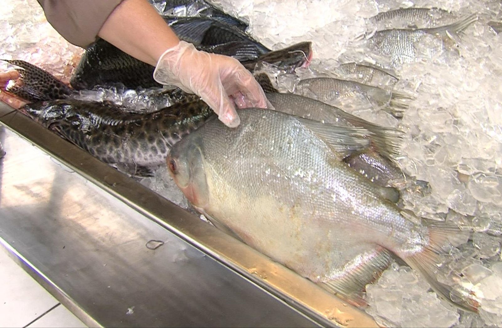 Cuidados na compra e no preparo de peixes 1 Na Semana Santa, parte da população costuma trocar o consumo de carne vermelha pelos pescados