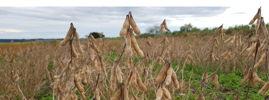 Pesquisas da Epamig para lançamento de nova cultivar de soja chegam à etapa final 1 Pesquisas da Epamig para lançamento de nova cultivar de soja chegam à etapa final