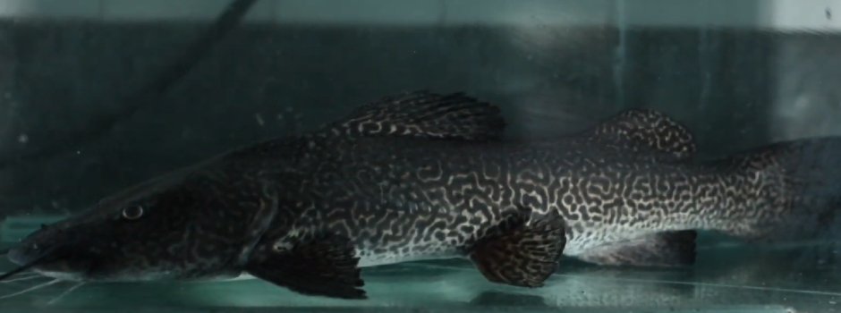 Espécie rara de peixe do Rio Doce ganha projeto com ações para conservação no Espinhaço Mineiro 9 Espécie rara de peixe do Rio Doce ganha projeto com ações para conservação no Espinhaço Mineiro