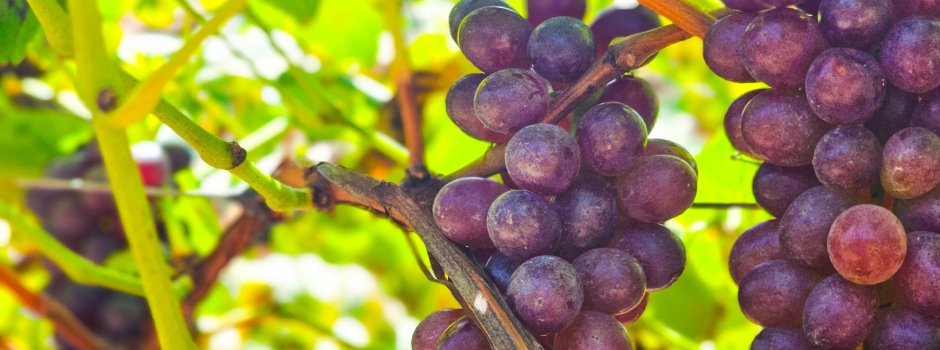 Produção de vinhos no sertão: Grão Mogol conquista produtividade excepcional de uvas e prêmio em concurso nacional 2 Produção de vinhos no sertão: Grão Mogol conquista produtividade excepcional de uvas e prêmio em concurso nacional