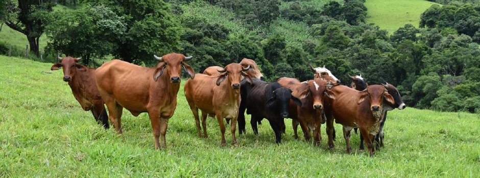 Governo de Minas convoca produtores rurais para atualizarem os dados de animais até 30/6 1 Os produtores rurais mineiros estão obrigados a fazer a Atualização de Rebanho 2025 junto ao Instituto Mineiro de Agropecuária (IMA) até