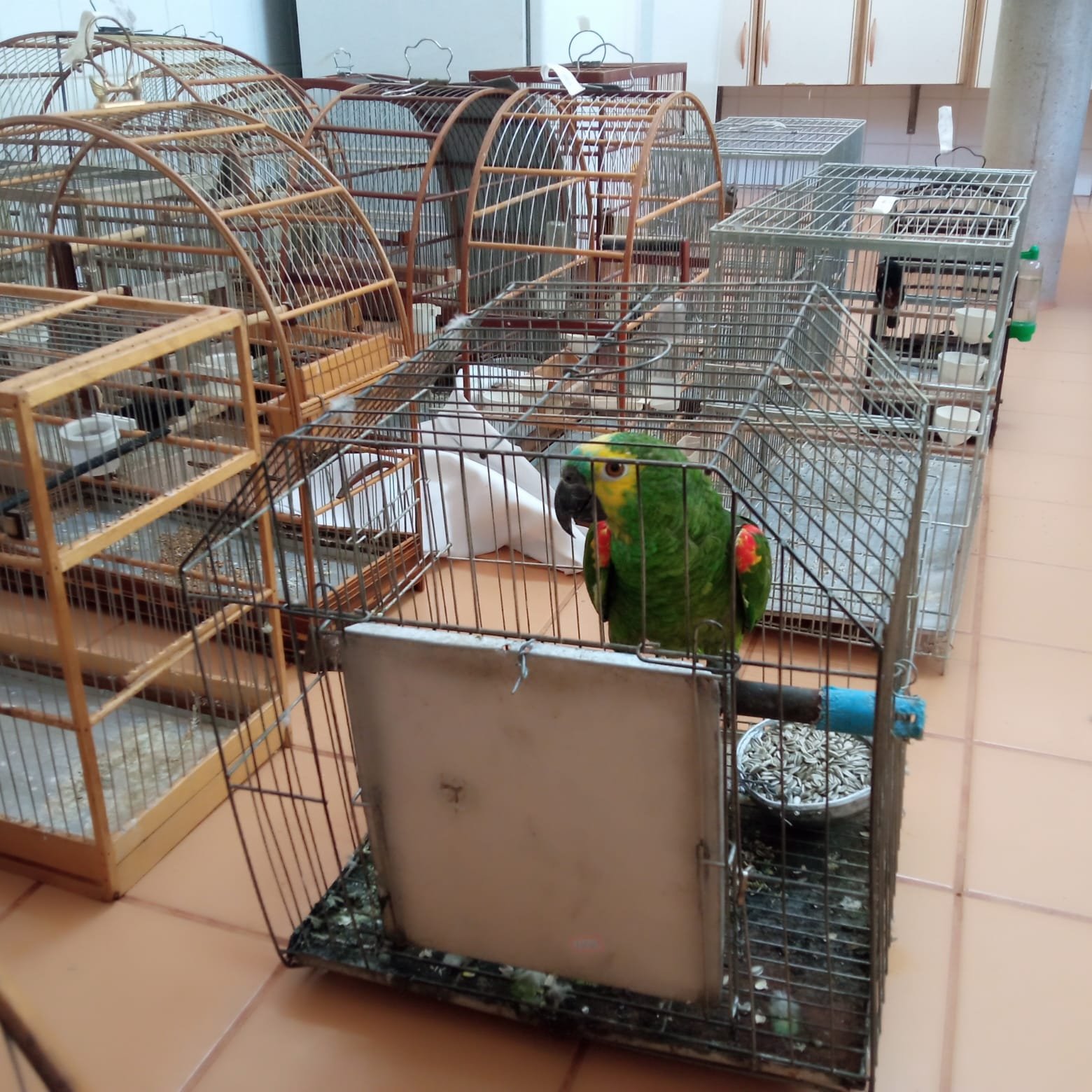 Aves silvestres resgatadas no Noroeste de Minas serão devolvidas à natureza após reabilitação